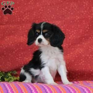 Raspberry, Cavalier King Charles Spaniel Puppy